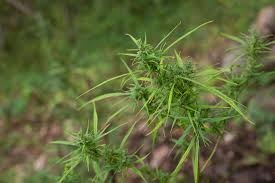 Best Delta 8 Flower with High Purity